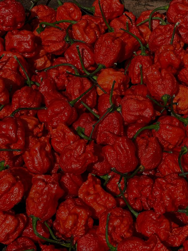 Plantes de carolina reaper : le défi des piments ardents !